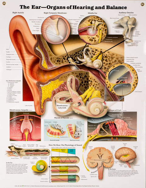 The Ear-Organs of Hearing and Balance